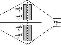 Personality of geese determines their foraging behaviour