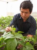 Pest-resistant soybeans grow out of MSU research lab