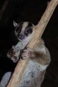 New lemur: big feet, long tongue and the size of squirrel