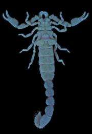 Phylogenetic analysis of Mexican cave scorpions suggests adaptation to caves is reversable