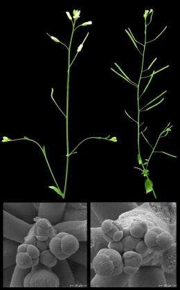 Plant growth hormones: Antagonists cooperate