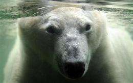 Polar bear ban defeated at UN conservation meeting (AP)