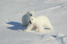 Polar bear droppings advance superbug debate