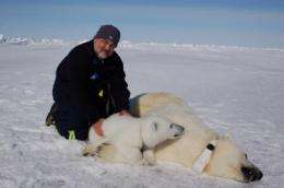 Polar bears no longer on 'thin ice': researchers say polar bears could face brighter future