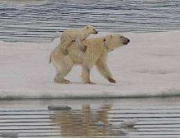 Polar bears 'spotted swimming with cubs on back'