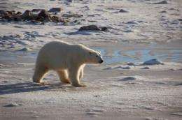 Polar bears still on thin ice, but cutting greenhouse gases now can avert extinction