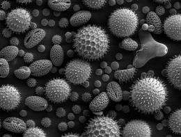Pollen Folds Like Origami