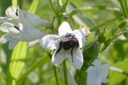 Pollinators can drive evolution of flower traits