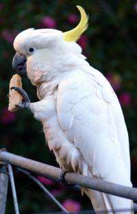 Polly picks a preference: Parrots reveal link from the eye to the foot 