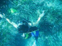 Posidonia meadows reflect pollution levels in the Mediterranean