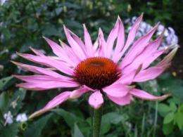 Potential industrial and agricultural uses of echinacea trump health claims