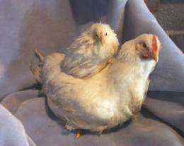 Poultry research leads to breakthrough in genetic studies of animal domestication