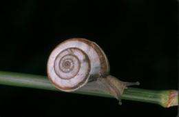 Presence of snails points to forest recovery
