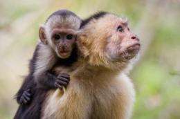Primates are more resilient than other animals to environmental ups and downs