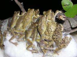 Promiscuity pays in the frog world