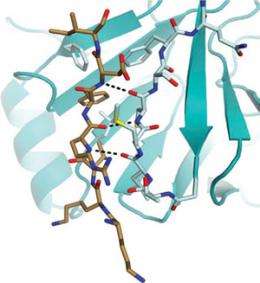 Protein structure reveals how tumor suppressor turns on and off