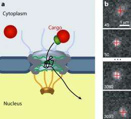 Quantum dots track who gets into cell nucleus