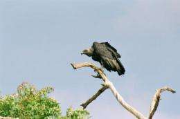 Rapid test to save Indian vultures from extinction