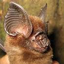 Rare bat found in oil palm plantation's oasis
