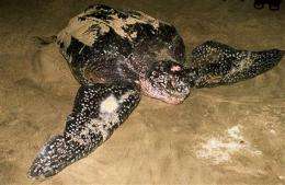 Rare leatherback turtle spotted in Indonesia (AP)