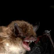 Rare native bat 'missing' in Ireland since 2003