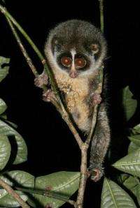 Rare Sri Lankan primate gets 1st wide-eyed closeup (AP)