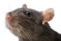 Rat whiskers versus human fingertips: touch and touch alike