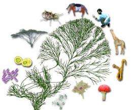 Reading the signs: Plants and animals found common ground in response to microbial threats