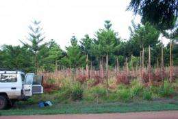 Reforestation projects capture more carbon than industrial plantations, reveals new research