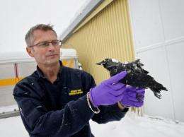 Rescue services chief Christer Olofsson said most of the birds found were dead