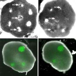 Researchers build 'artificial ovary' to develop oocytes into mature human eggs