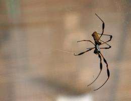 Researchers hope to harness power of spider silk