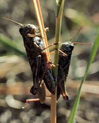 Research offers important clues about grasshopper population explosions