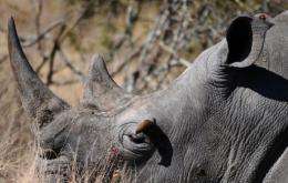 Rhino horns are traditionally used in Asia in traditional medicines
