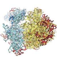 The eukaryotic ribosome unveils its structure