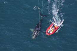 Sedation used successfully to disentangle North Atlantic right whale