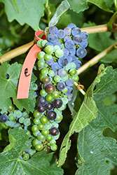 Ripe time for wine grapes