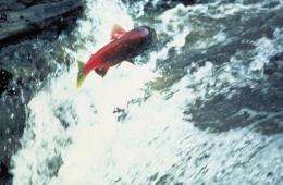 Rivers of the US and Canadian Pacific Northwest are running red with a vast swarm of salmon