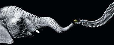 Robotic arm shaped like an elephant's trunk (w/ Video)