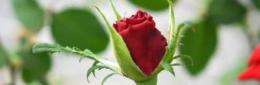 Roses get celery gene to help fight disease