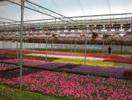 Rotating high-pressure sodium lamps provide flowering plants for spring markets