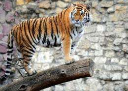 Russia is the only country to have seen its tiger population rise in recent years