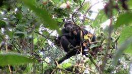 Rwanda's Forest of Hope to expand by 21 percent, begin corridor for endangered chimpanzees