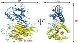 Cornell researchers reveal structure of key protein