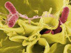 Safe clearance of salmonella