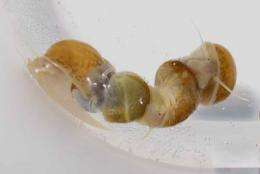 Scared snails opt for single parenthood rather than wait for a mate