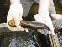 Scents latest weapons in fight against sea lamprey (AP)