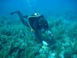 Scientific coral reef survey to be conducted in Bonaire