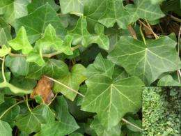 Scientist Creates Sunscreen from Ivy
