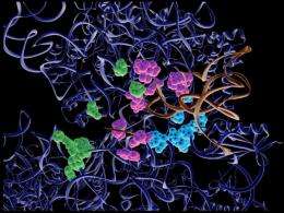 Scientists ratchet up understanding of cellular protein factory